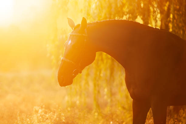 istock Horse portrait on sunset 1360377005