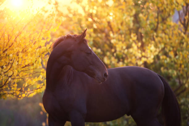 istock Horse in orange autumn trees 1360377027