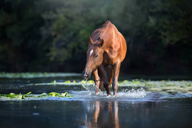 istock Horse in water 1360377041