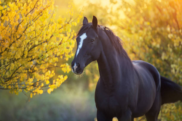 Horse in orange autumn trees Black Stallion in fall park at sunset light horse stock pictures, royalty-free photos & images