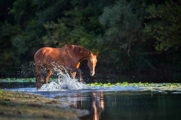 istock Horse in water 1360377071