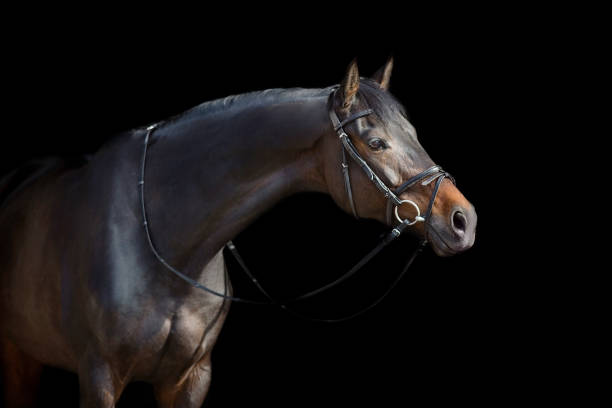 istock Bay horse in bridle on black 1360377165