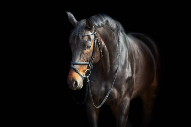 istock Bay horse in bridle on black 1360377166