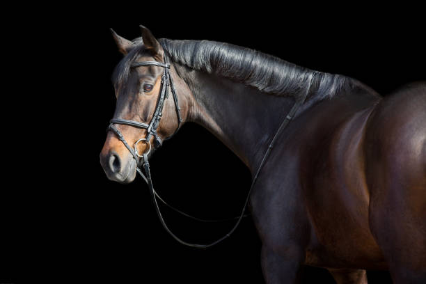 istock Bay horse in bridle on black 1360377168