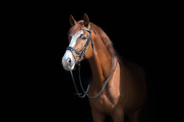 istock Red horse in bridle on black 1360377174