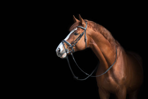 istock Beautiful horse on a dark background 1360377179