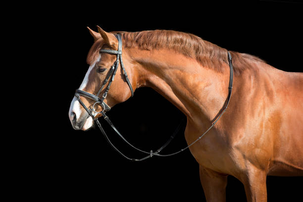 istock Red horse in bridle on black 1360377183