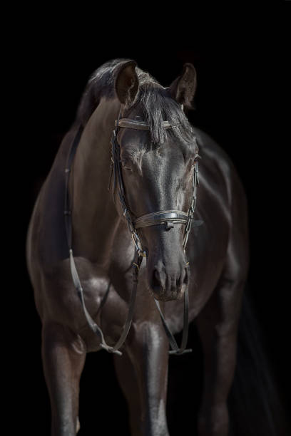 istock Amazing black horse 1360377196