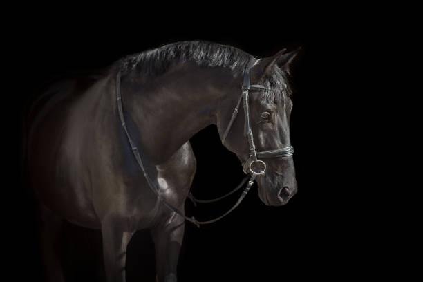 istock Beautiful horse on a dark background 1360377199