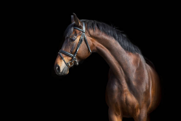 istock Bay horse in bridle on black 1360377203