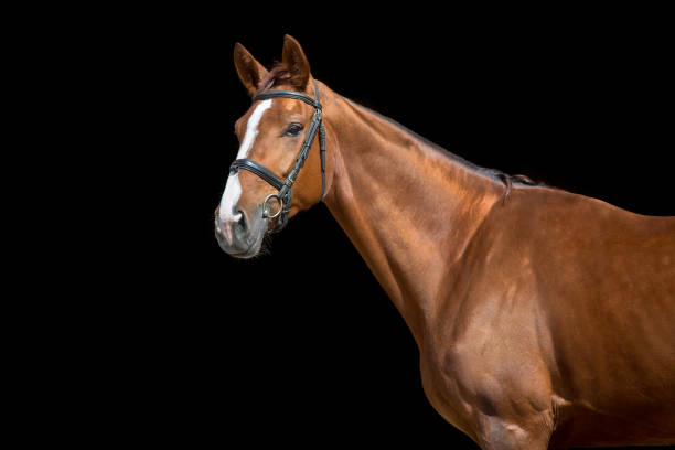 istock Red horse in bridle on black 1360377204