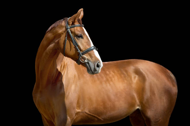 Red horse in bridle on black