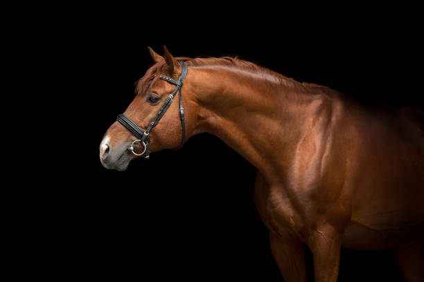 istock Horse isolated on black 1360377227