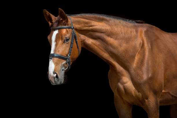 istock Beautiful horse on a dark background 1360377228
