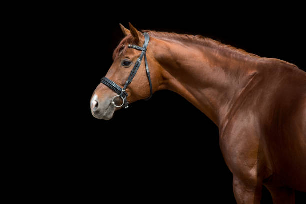istock Red horse in bridle on black 1360377232