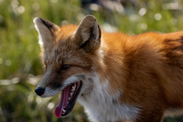 istock Red Fox walking through the tundra 1360377234