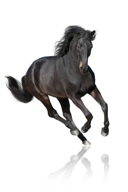 istock Horse run gallop on white 1360377240
