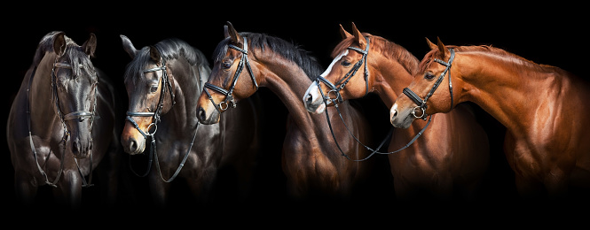 Horses portrait on black background. Horizontal photo banner for website