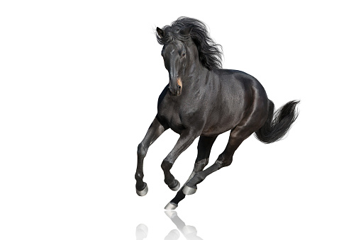 Dark  horse with long mane run free gallop isolated on white