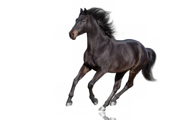 istock Horse run gallop on white 1360377252