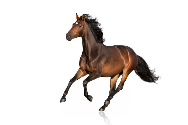 Horse run gallop isolated Bay horse  run free gallop isolated on white bay horse stock pictures, royalty-free photos & images