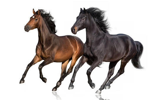 Bay horses  run free gallop isolated on white