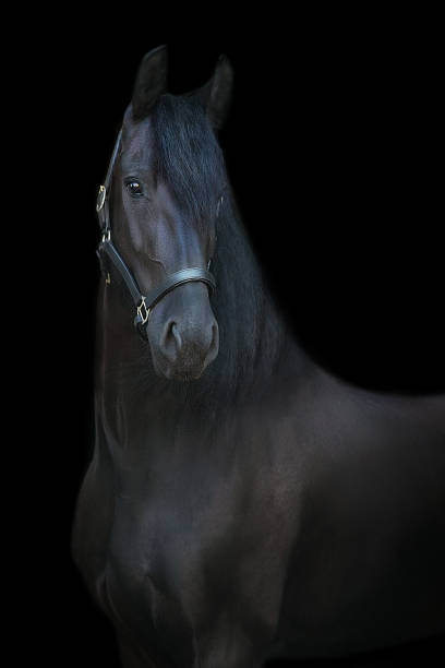 istock Black stallion close up portrait on black background 1360377278