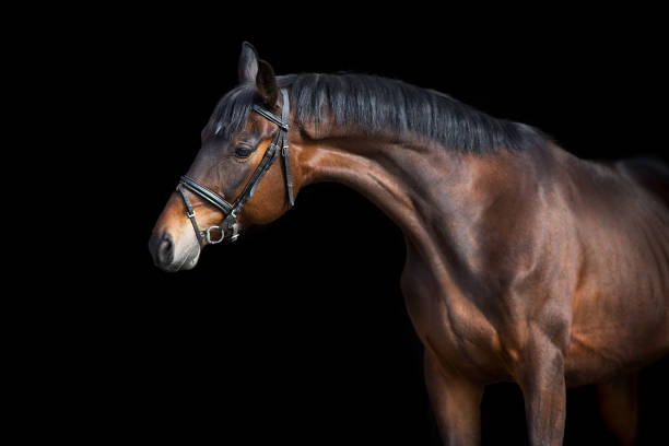 istock Bay horse in bridle on black 1360377281