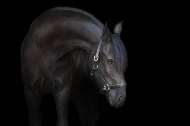 istock Black stallion close up portrait on black background 1360377299