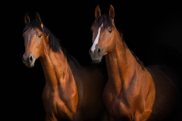 istock Two horse in bridle on black 1360377300