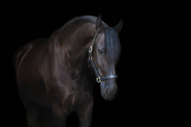 istock Black stallion close up portrait on black background 1360377303
