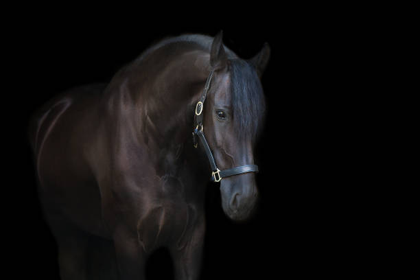 портрет черног�о жеребца крупным планом на черном фоне - horse black stallion friesian horse стоковые фото и изображения