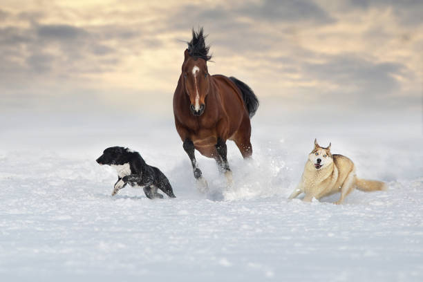 istock Horse run with dog in snow 1360378876