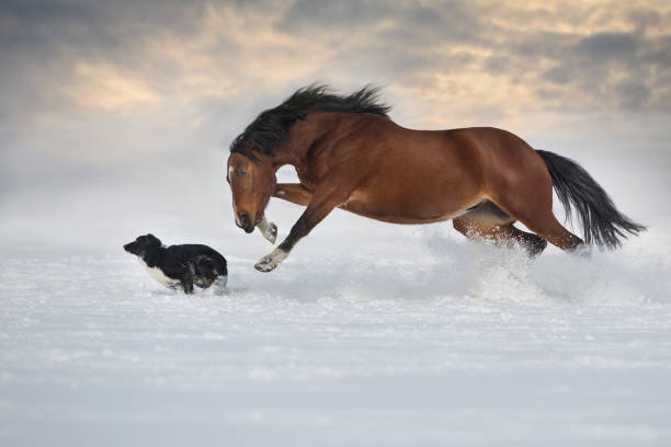 istock Horse run with dog in snow 1360378877