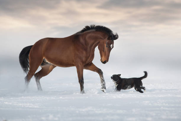 istock Horse run with dog in snow 1360378879