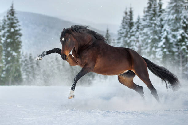 istock Horse run in mountain 1360378888