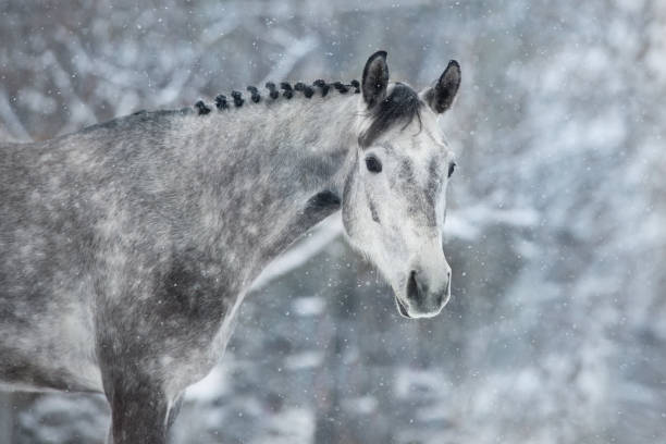 istock Horse in snow landscape 1360378899