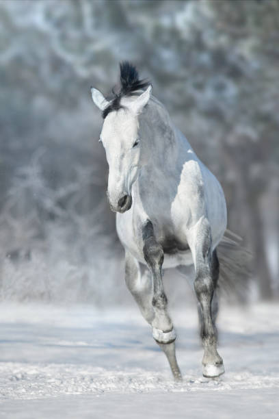 istock White horse run in snow 1360378911