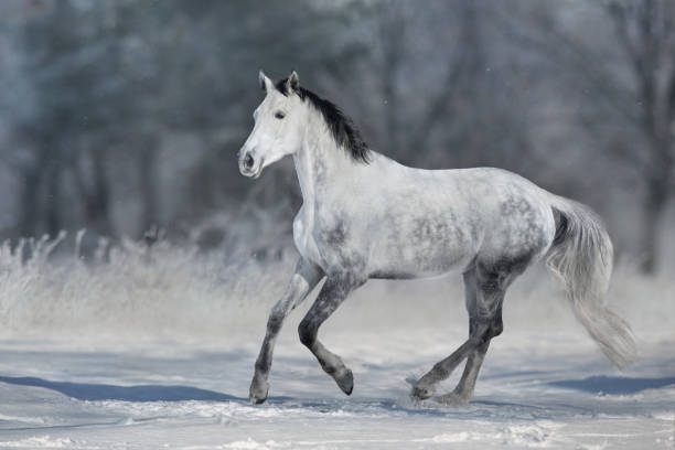 istock White horse run in snow 1360378918