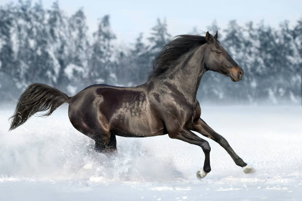 istock Horse run fast in snow 1360378945