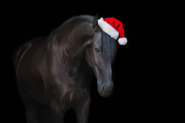 istock Black stallion close up portrait on black background 1360378987