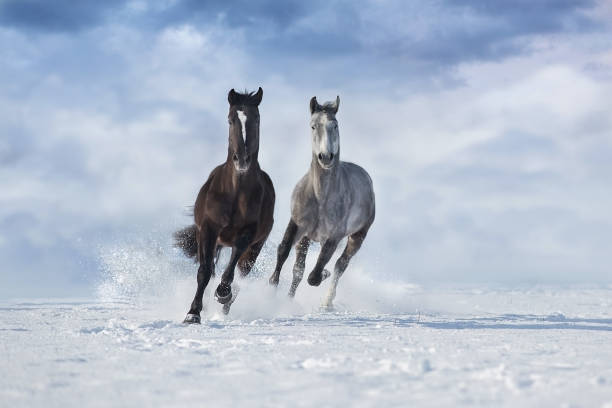 istock Horse herd in snow 1360378990