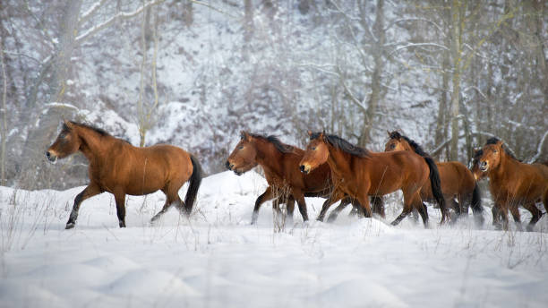 istock Horse herd run in snow 1360378995