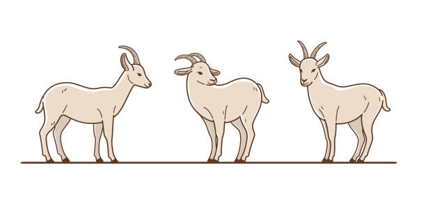 32,507 Animated Goat Illustrations & Clip Art - iStock