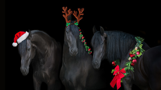 Black frisian stallion close up portrait Christmas decorations and a Santa hat on black background