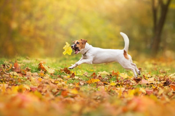 istock Jack russel dog play outdoor 1360379171