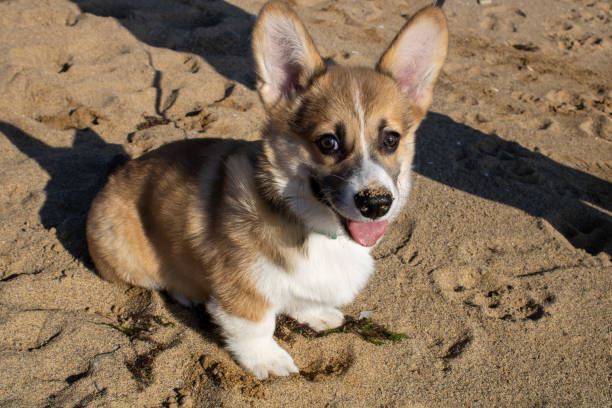 istock Cute corgi puppy sitting on the sand 1360379926