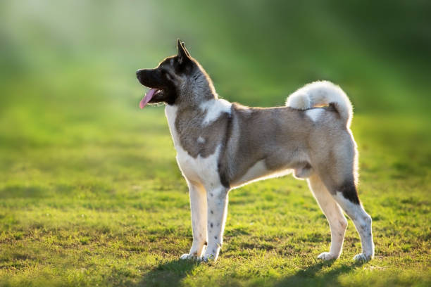 American akita exterior American akita exterior in green grass japanese akita stock pictures, royalty-free photos & images