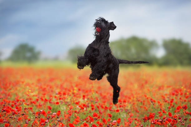 cane schnauzer gigante saltare in papavero - giant schnauzer foto e immagini stock