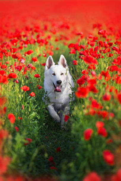 istock White  Dog on  flowers poppy 1360379968